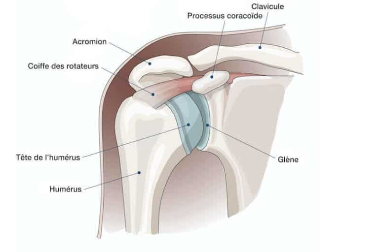 Anatomie épaule Tendons muscles et articulations Pathologie de l