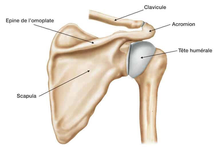 Anatomie épaule - Tendons, muscles et articulations | Pathologie ...