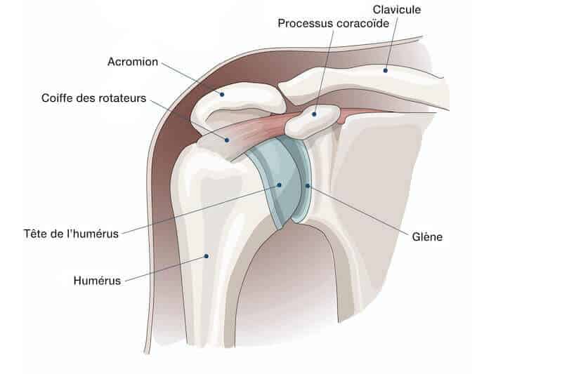 anatomie fonctionnelle epaule - articulation acromio claviculaire - bourse épaule entre acromion et coiffe des rotateurs