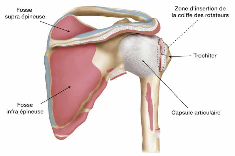 anatomie musculaire épaule - capsule articulaire épaule - articulation gléno humérale