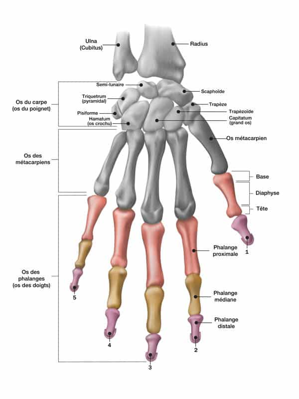 pr-eric-roulot-anatomie-doigt-os-phalange