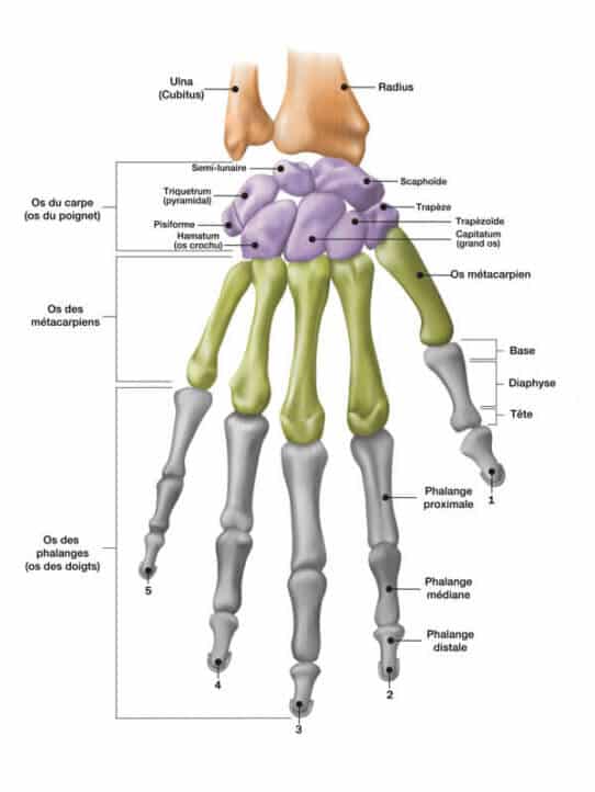 Chirurgie Main Paris - Chirurgie Poignet | Professeur Eric Roulot
