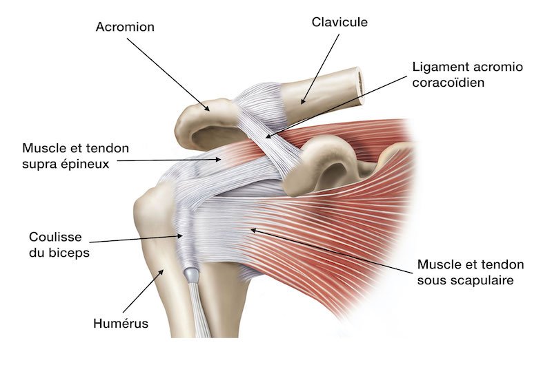anatomie muscles rotateurs de l épaule -zone conflit sous-acromial - bursite épaule