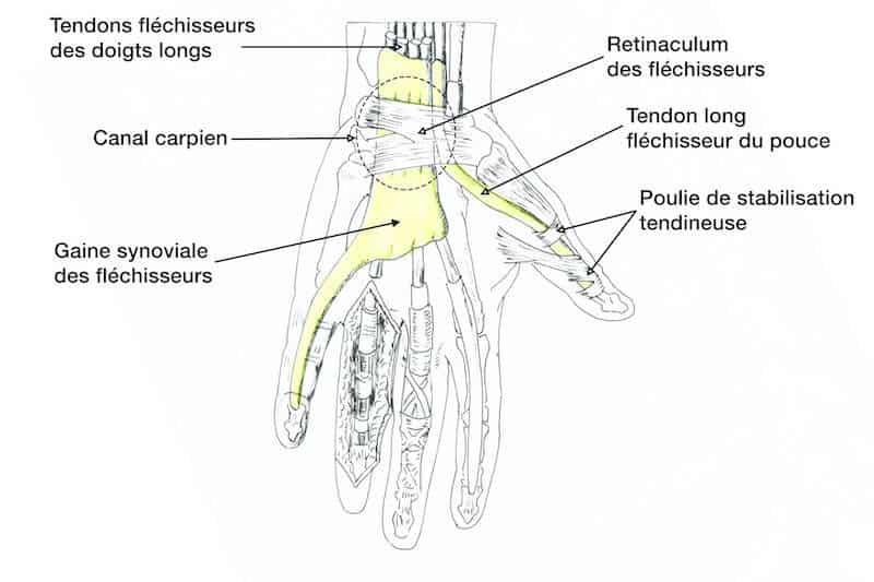 anatomie main anatomie tendons main droite