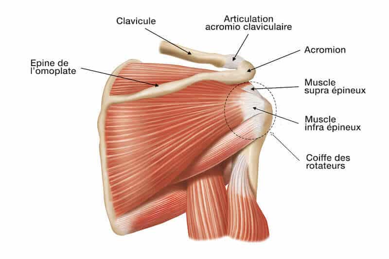 anatomie de l épaule - tendinite coiffe des rotateurs - muscles et tendons de la coiffe - conflit sous acromial