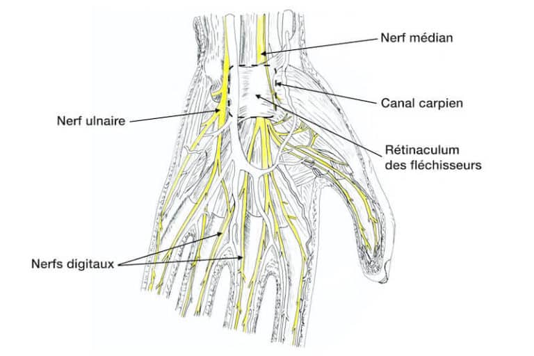 Anatomie de la main et du Articulations, os du carpe, tendons et nerfs Pathologie de
