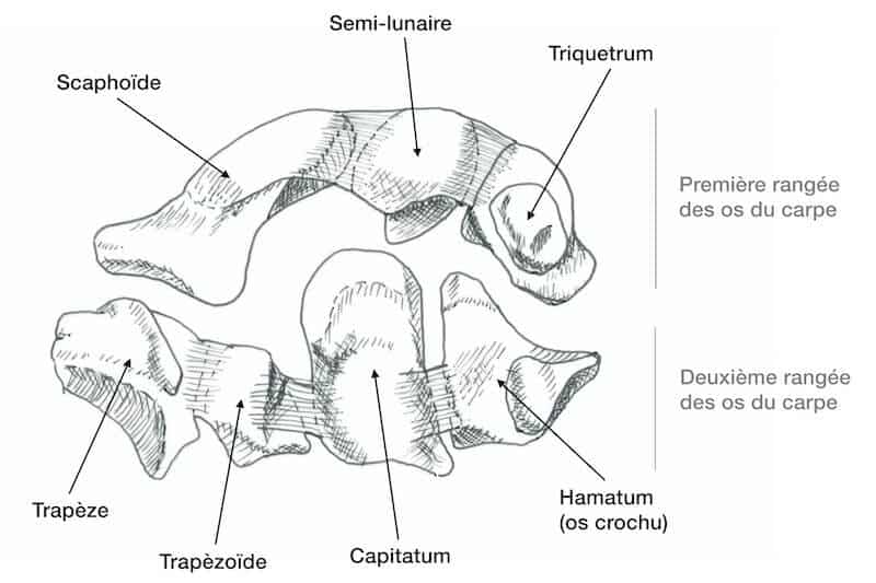 anatomie-poigner-anatomie-os-du-carpe-image-os-du-poignet-os-de-main trapeze-trapezoide-capitatum-hamatum