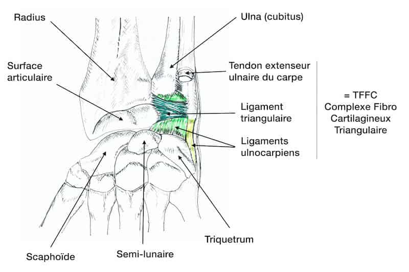 tfcc poignet anatomie - articulation radio-ulnaire distale de la main ligament triangulaire