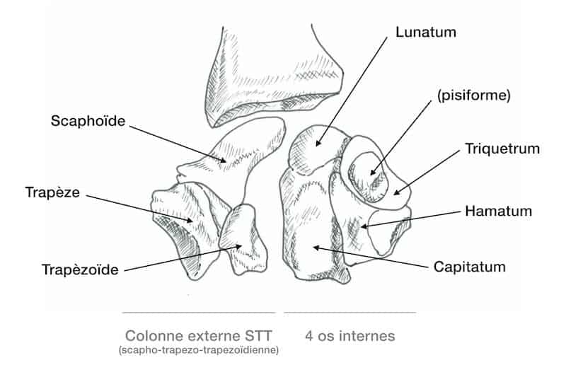 anatomie-main-anatomie-les-os-carpiens-de-la-main-os-du-carpe-lunatum-triquetrum-capitatum-hamatum