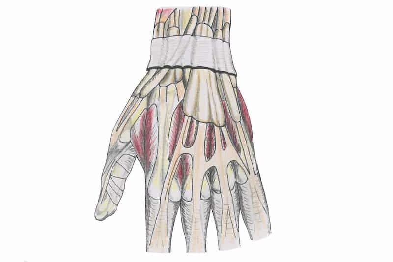 ténosynovite de quervain - anatomie poignet droit - tendon extenseur doigt et pouce de la main - gaine synoviale des tendons fléchisseurs