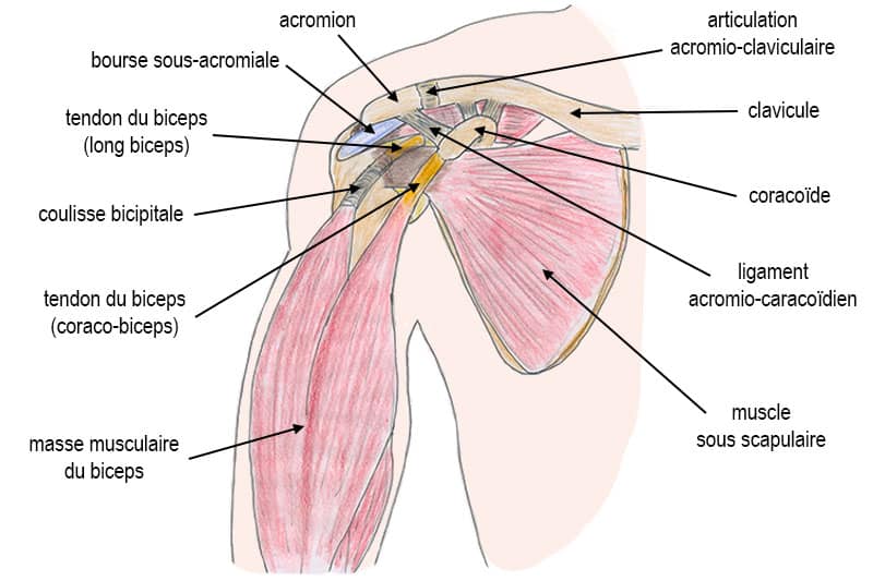 anatomie-biceps-tendon-long-biceps
