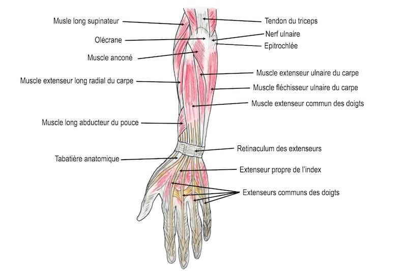 anatomie tendons coude face dorsale