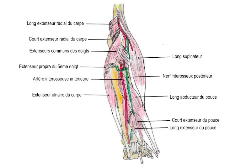 dessin anatomique muscle epicondyliens lateraux