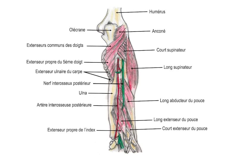 anatomie coude muscles epicondylien