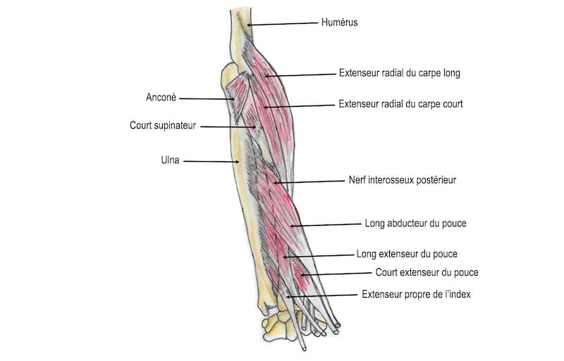 dessin muscles epicondyliens