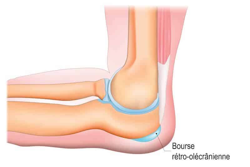 anatomie bourse retro-olecranienne coude