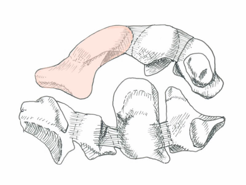 dessin anatomie scaphoïde os carpe